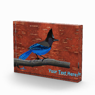 Steller's Jay On Inner Birch Bark Photo Block