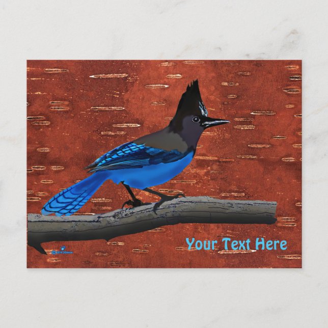 Steller's Jay On Inner Birch Bark Postcard (Front)