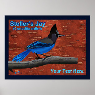 Steller's Jay On Inner Birch Bark Poster