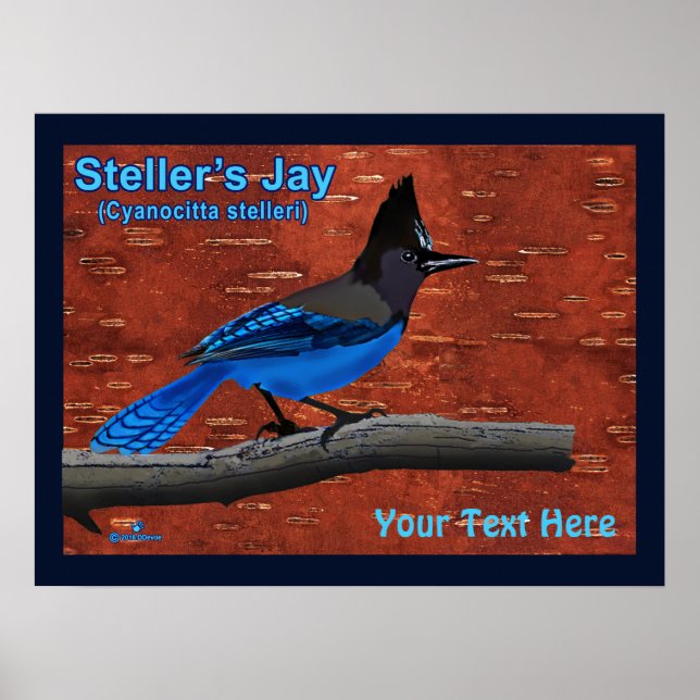 Steller's Jay On Inner Birch Bark Poster (Front)