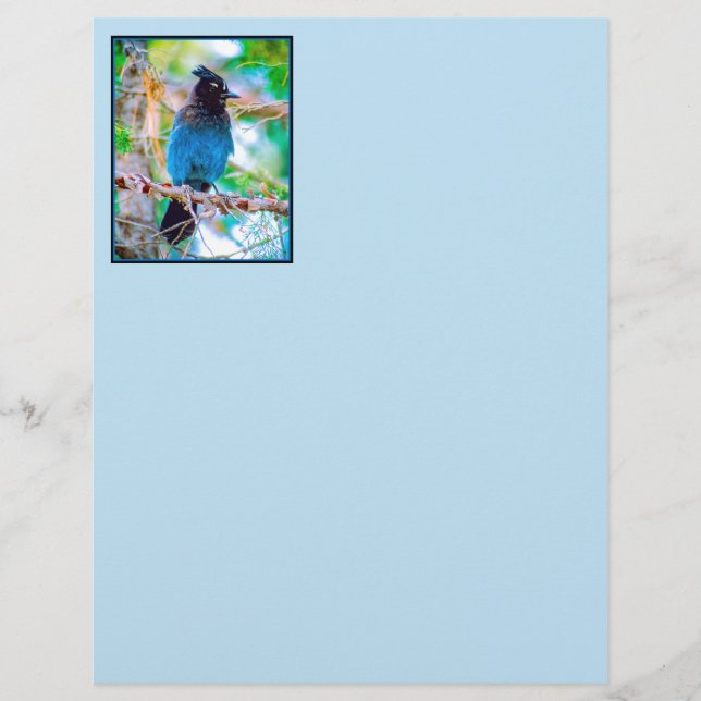 Steller's Jay - Original Photograph (Front)