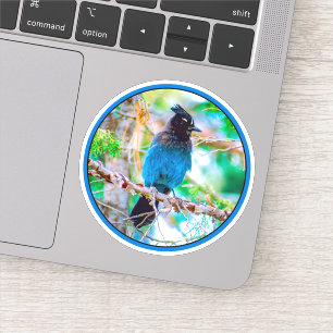 Steller's Jay - Original Photograph
