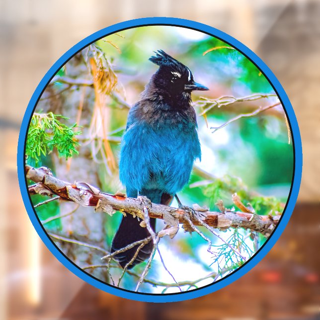 Steller's Jay - Original Photograph (Sheet 2)