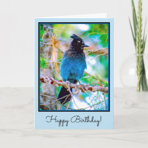 Steller's Jay - Original Photograph Card