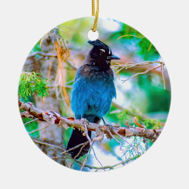Steller's Jay - Original Photograph Ceramic Tree Decoration (Front)