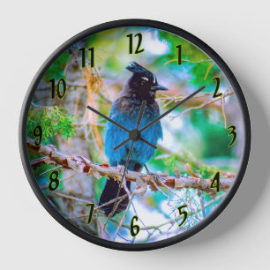 Steller's Jay - Original Photograph Clock