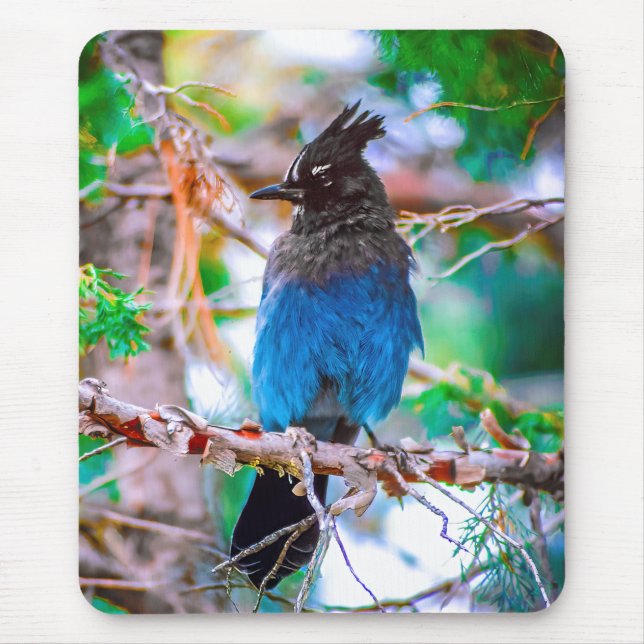 Steller's Jay - Original Photograph Mouse Pad (Front)
