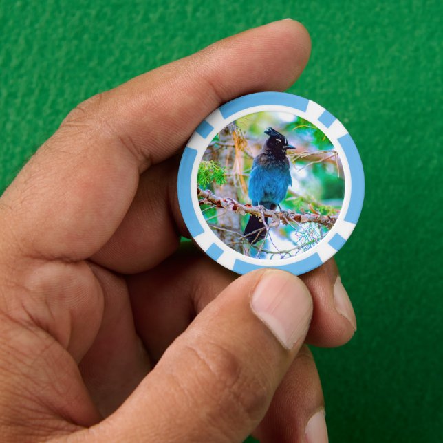 Steller's Jay - Original Photograph Poker Chips (Hand)