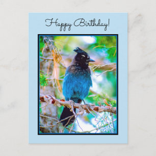 Steller's Jay - Original Photograph Postcard