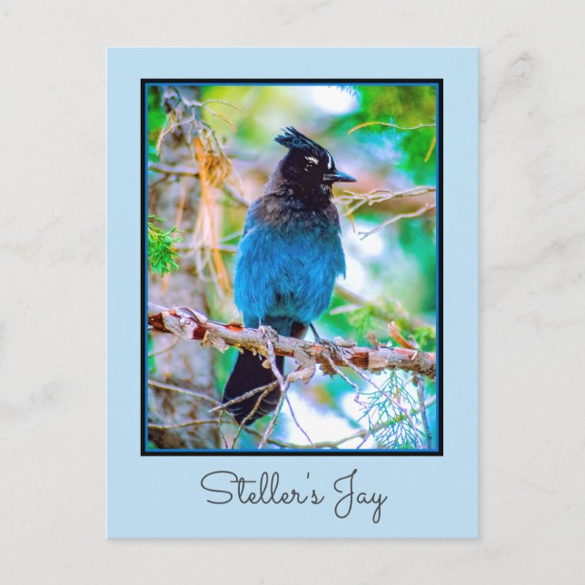 Steller's Jay - Original Photograph Postcard (Front)
