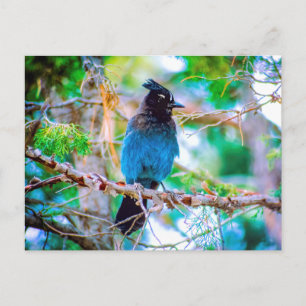 Steller's Jay - Original Photograph Postcard