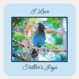 Steller's Jay - Original Photograph Square Sticker