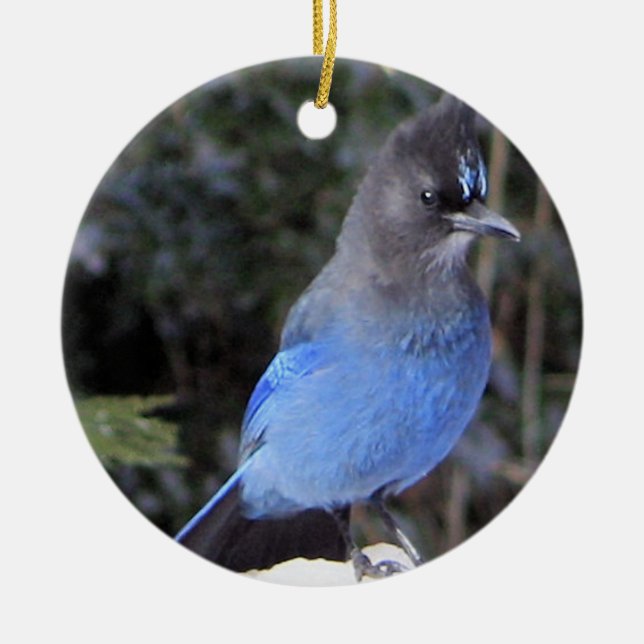 Steller's Jay Ornament (Front)