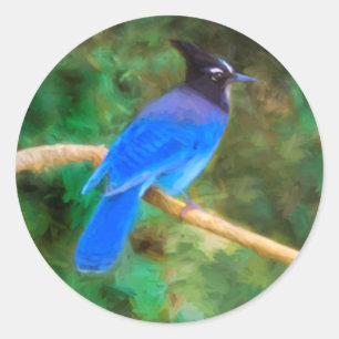 Steller's Jay Painting - Original Bird Art Classic Round Sticker