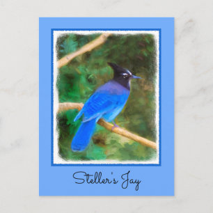 Steller's Jay Painting - Original Bird Art Postcard