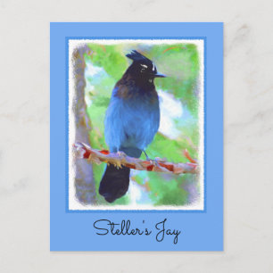 Steller's Jay Painting - Original Bird Art Postcard