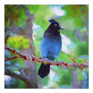 Steller's Jay Painting - Original Bird Art Poster