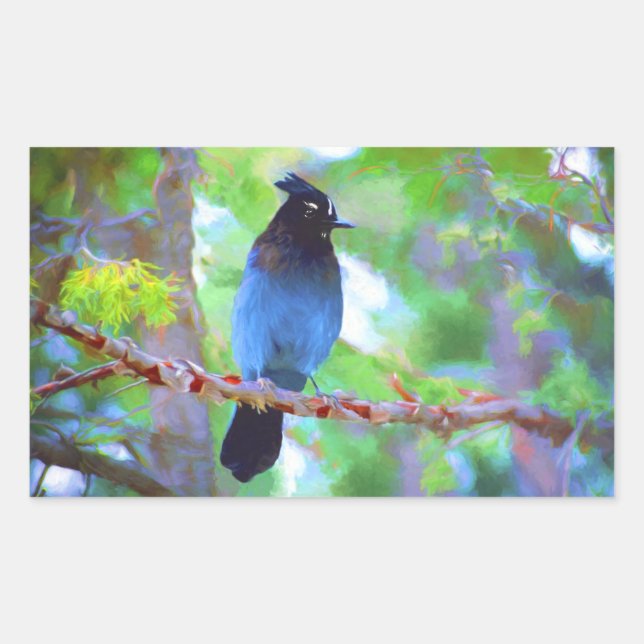Steller's Jay Painting - Original Bird Art Rectangular Sticker (Front)