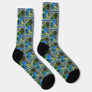 Steller's Jay Painting Original Wild Bird Art Socks