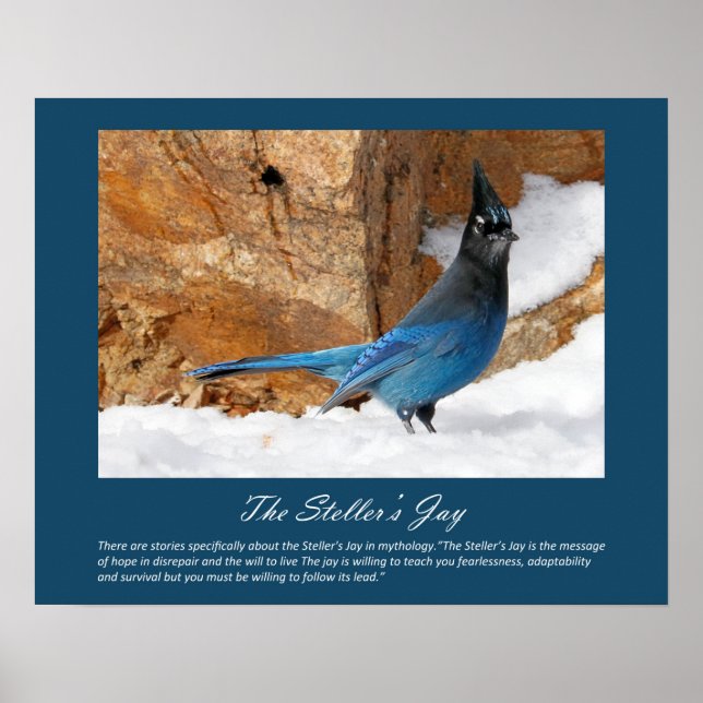 Steller's Jay Poster (Front)