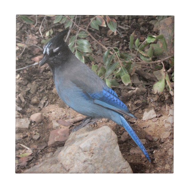 Steller's Jay Tile (Front)