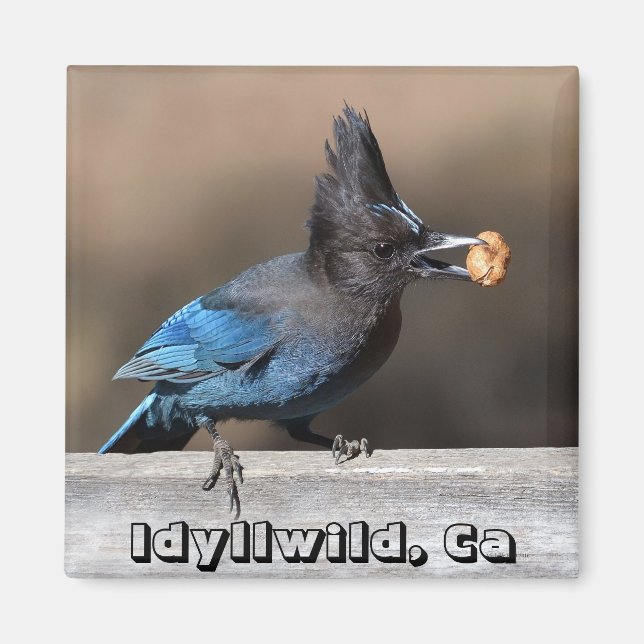 Steller's Jay With Peanut Magnet Idyllwild, Ca (Front)