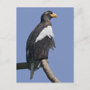 Steller's Sea Eagle Postcard