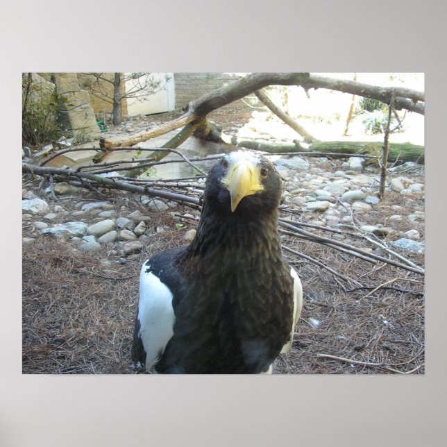 Steller's Sea Eagle Poster (Front)