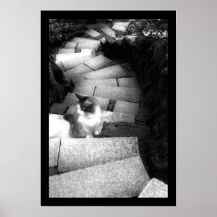 Steping Stairs cat Poster