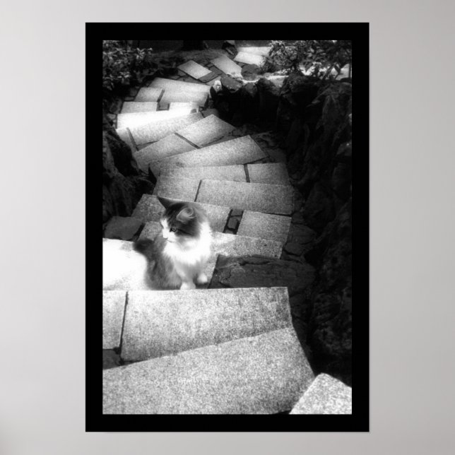 Steping Stairs cat Poster (Front)
