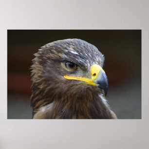 Steppe Eagle Close-Up Portrait Poster