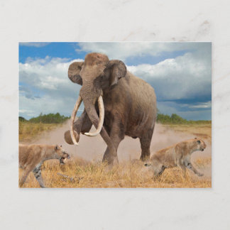 Steppe Mammoth Postcard