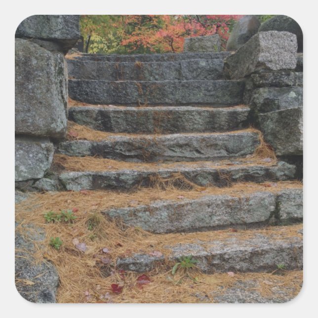 Steps covered in pine needles, White Mountain Square Sticker (Front)