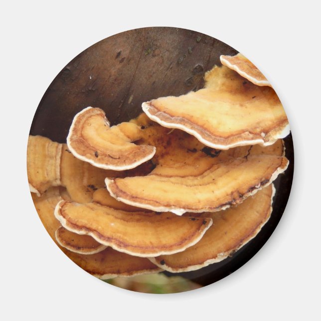 Stereum Hirsutum Mushroom Magnet (Front)