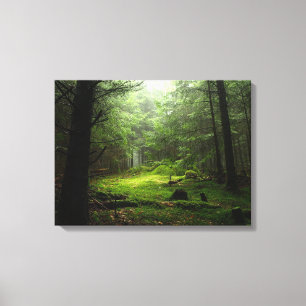 Sterious Forest Canvas Print