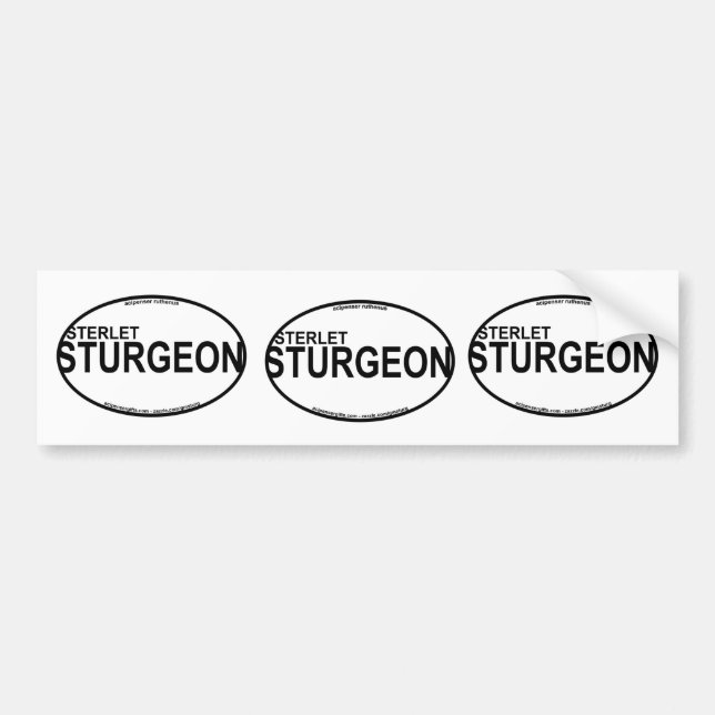 Sterlet Sturgeon Euro Stickers (Front)