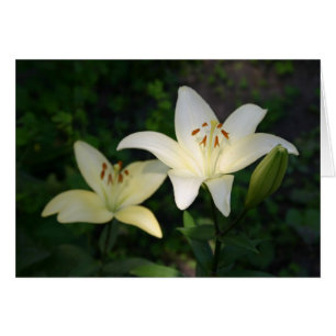 Sterling Star Lilies card
