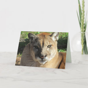 Stern Cougar Greeting Card