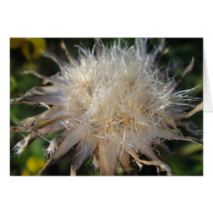 Sternförmige Strohblüte, Grusskarte, blanko