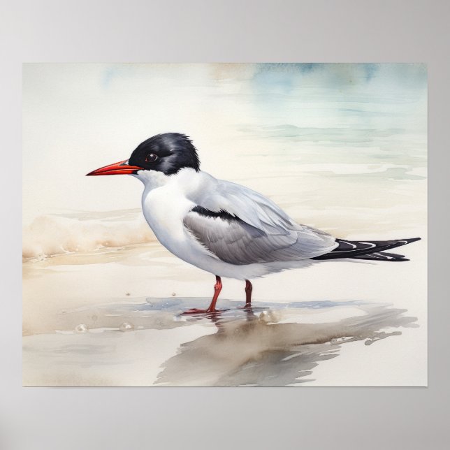 Sternidae Bird Art Print Poster  (Front)