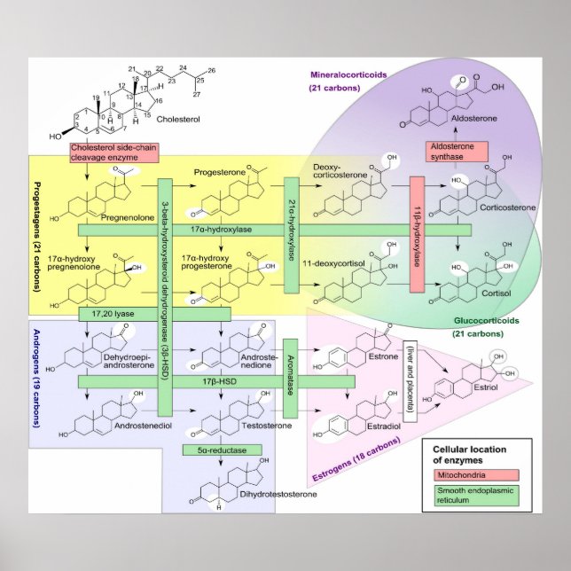 Steroidogenesis Biological Chemical Diagram Poster (Front)