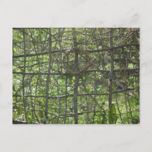 Stick Fence Postcard