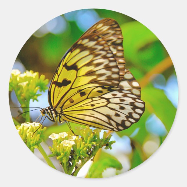 Sticker (Front)