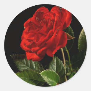 Sticker: A Beauty of a Rose Classic Round Sticker