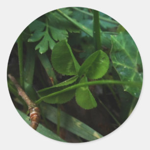 Sticker Four Leaf Clover