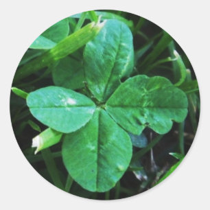 Sticker Four-Sheet Clover