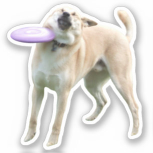 Sticker Frisbee Dog Meme