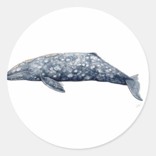 Sticker gray whale
