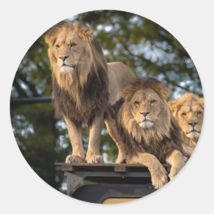 Sticker lion