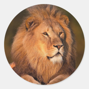 Sticker lion